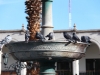 Plaza de Armas pigeons