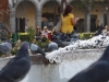 Plaza de Armas pigeons