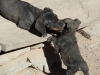 Churro (dry potato) and Bambi the puppies