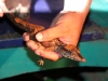 A baby caiman