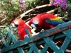 Pretty polly parrots