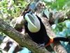 Toucan