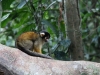 Squirrel monkey on Monkey Island